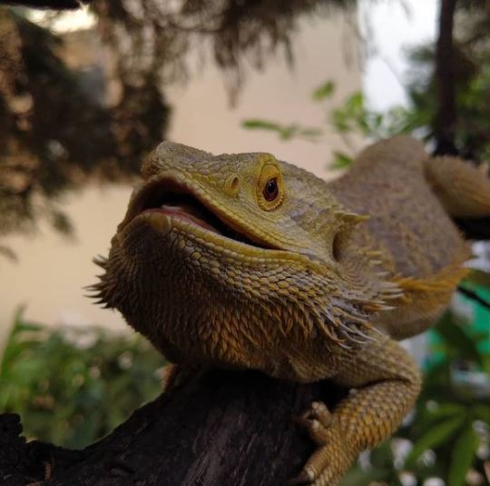 Beardie Nz