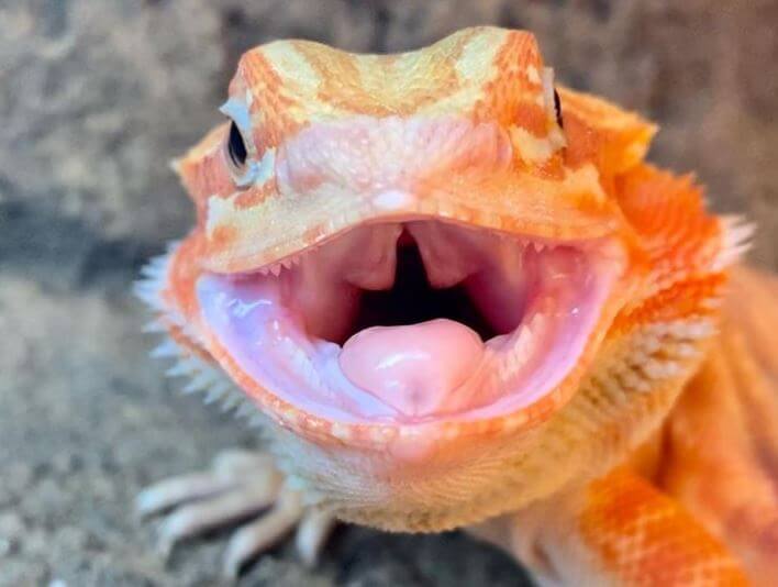 Beardie Opening Mouth