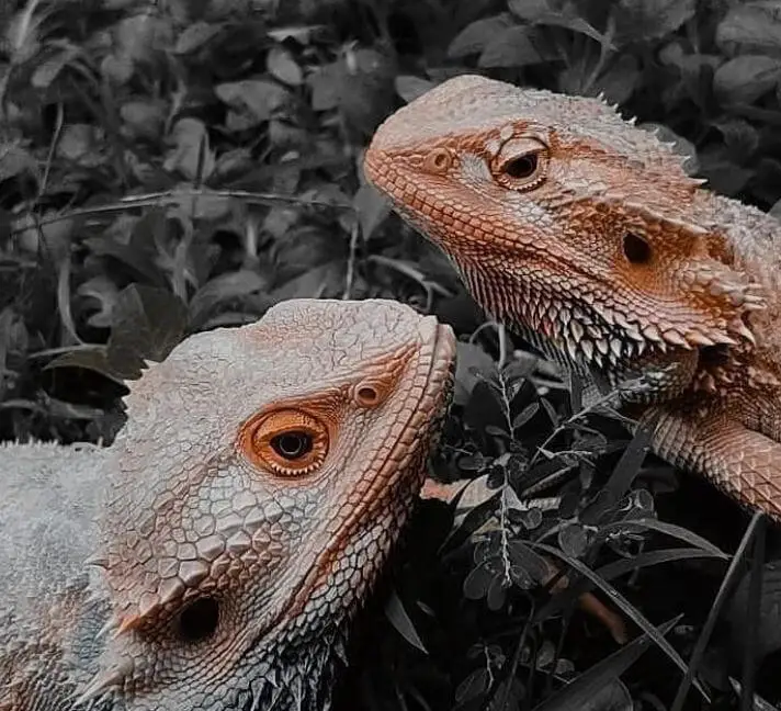 Beardie Or Beardie