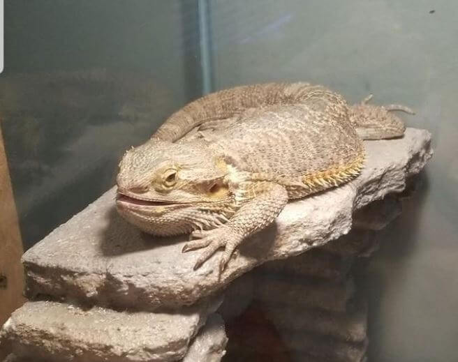 Beardie Will Only Eat Insects