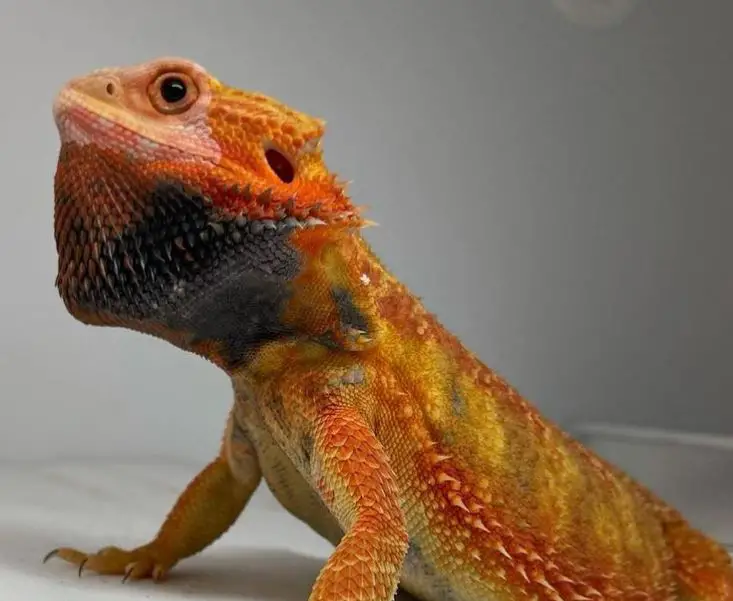 Beardie With Black Beard