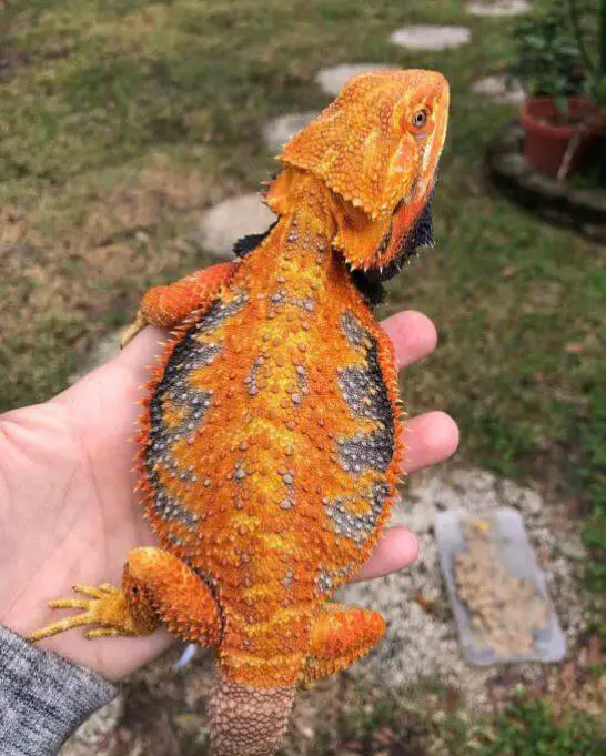 Beautiful Bearded Dragon