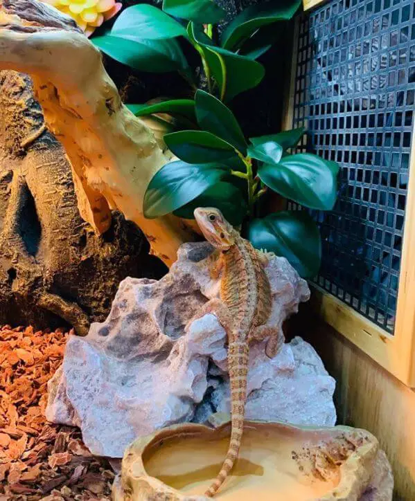 Behavior Of Bearded Dragons