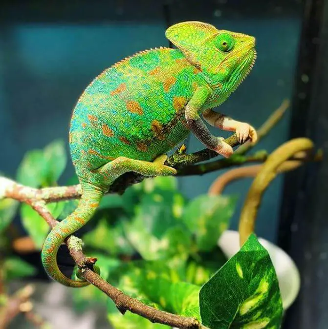 How long do veiled chameleons live