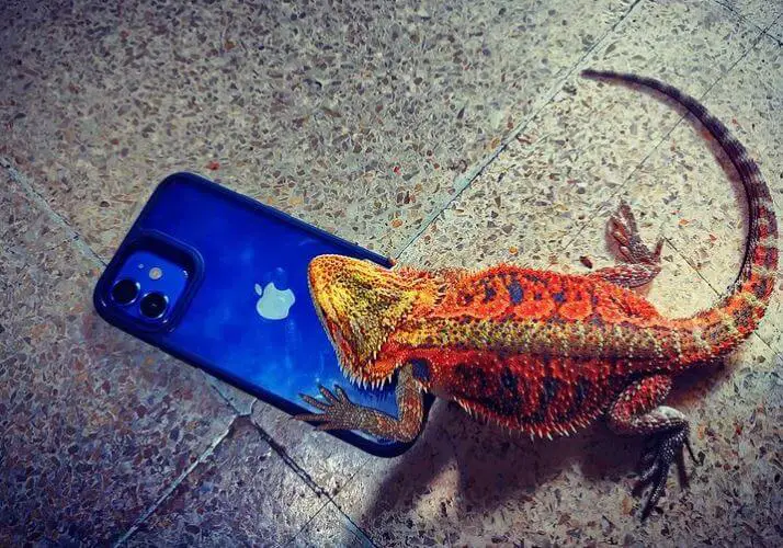 Body Language Of Bearded Dragons