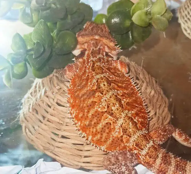 Body Language Of a Bearded Dragon