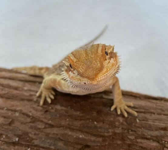 Can Baby Bearded Dragons Eat Dubia Roaches