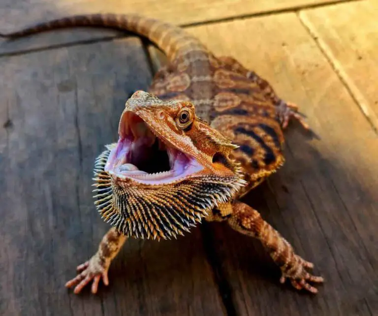 Can Bearded Dragons Get High