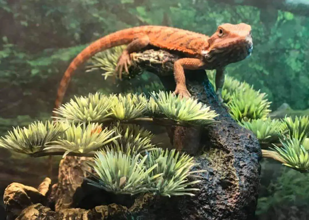 Can Bearded Dragons Get High From Weed