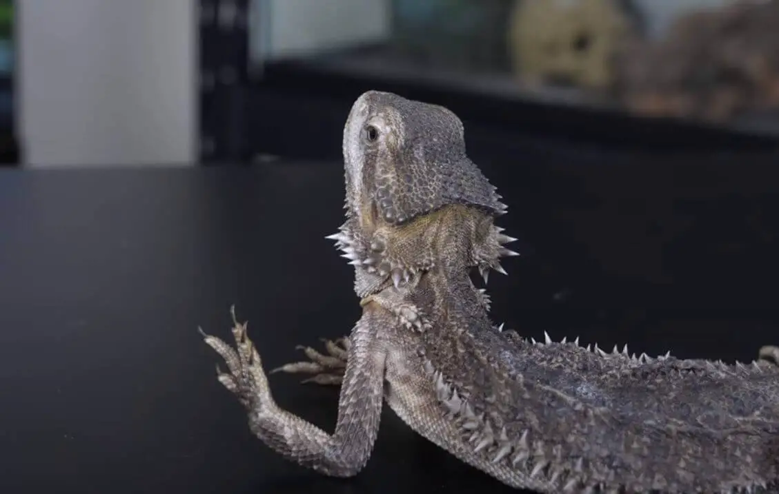 Can Bearded Dragons Get Second Hand High