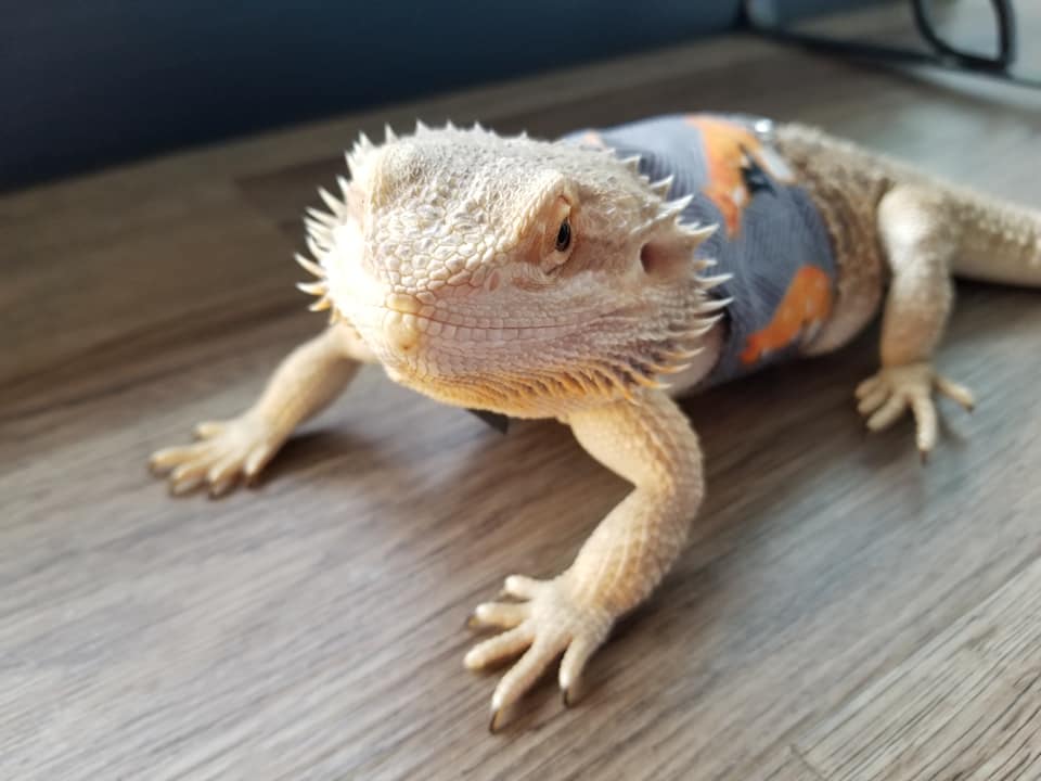 Can Bearded Dragons Recognize Their Owners