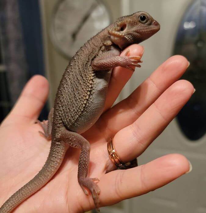 Diet For Baby Bearded Dragon