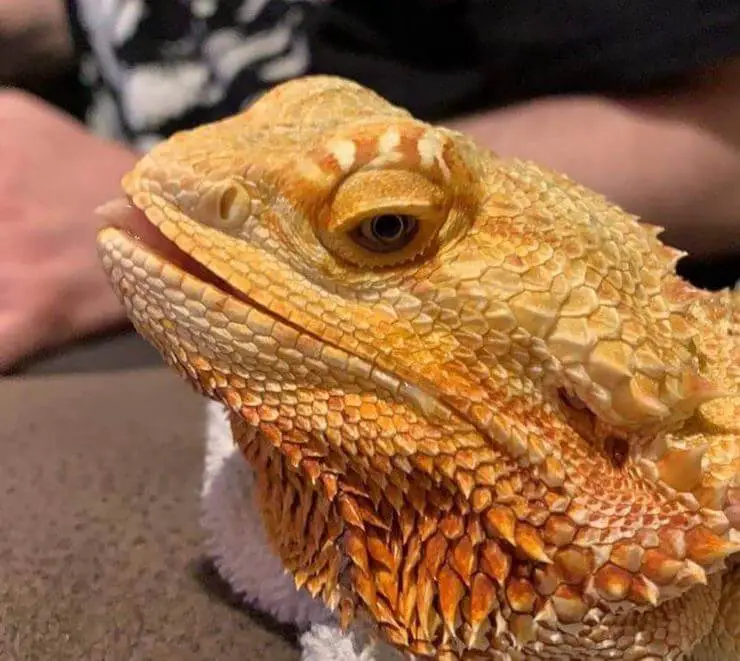 How Can You Tell If Your Bearded Dragon Is Happy