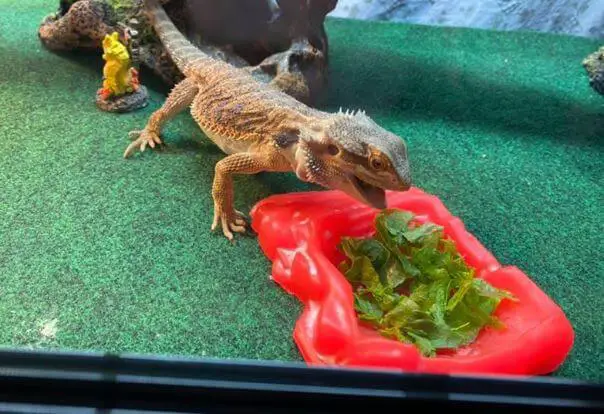 How Can i Tell If My Bearded Dragon Is a Male Or Female