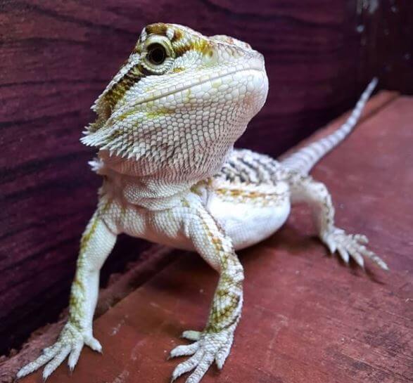 How Much Should I Feed My Bearded Dragon Baby