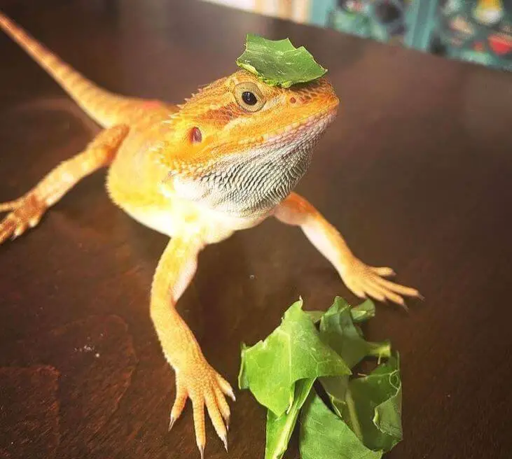 How Much Should My Beardie Eat