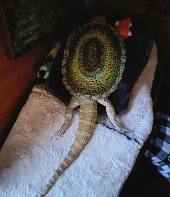 How To Beardie Proof a Room