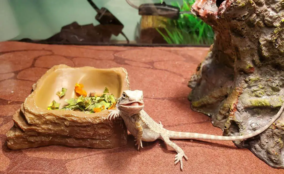 How To Gender a Bearded Dragon