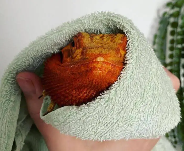 How To Get Beardie To Eat Veggies