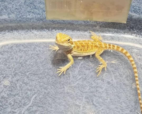 How To Get My Baby Bearded Dragon To Eat