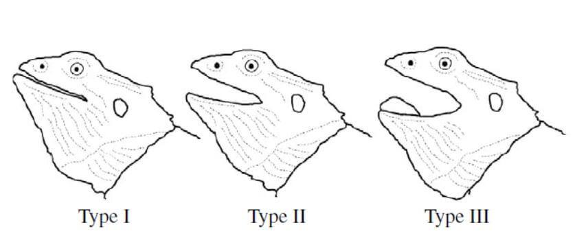 How To Read Bearded Dragon Body Language