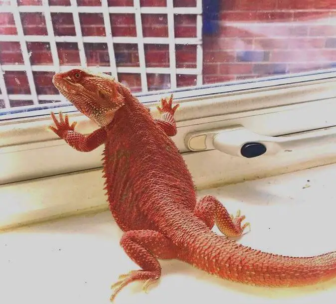 How To Tell If Your Baby Bearded Dragon Likes You