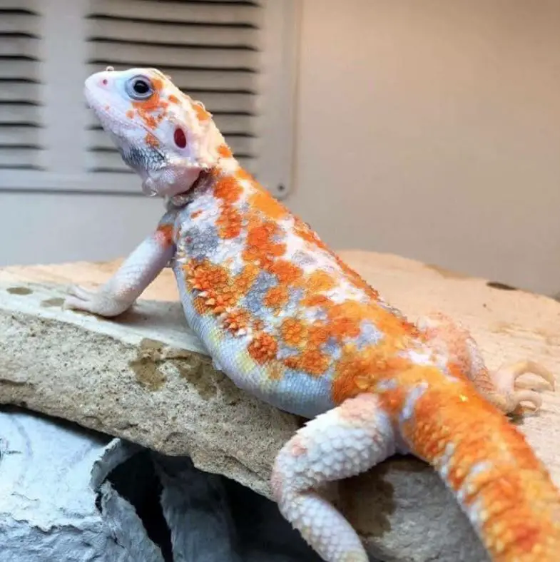 How To Tell If Your Bearded Dragon Is Healthy