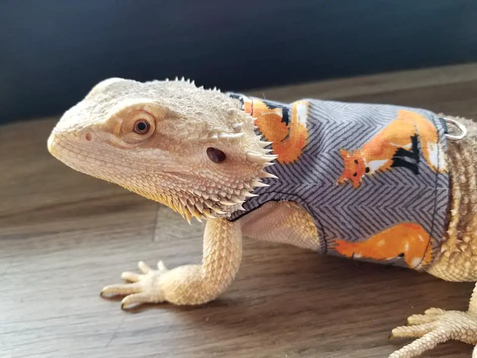 How To Tell If Your Bearded Dragon Likes You