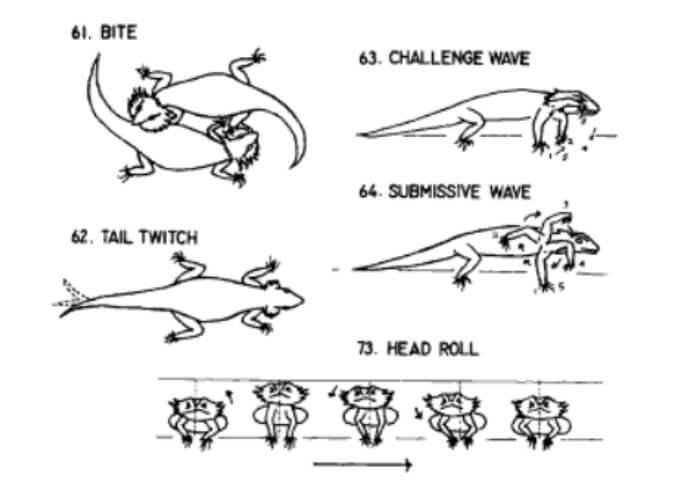 Male Vs Female Bearded Dragon Behavior