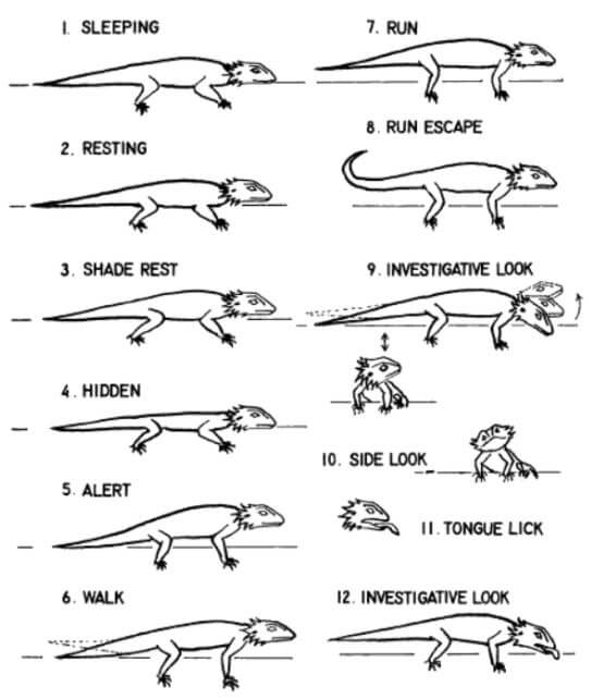 Reading Bearded Dragon Body Language