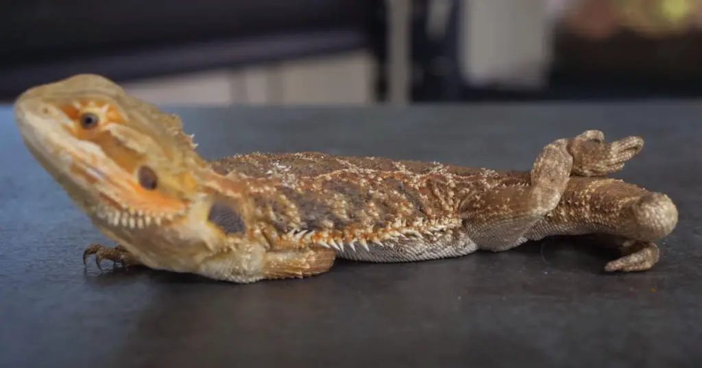 Sick Bearded Dragon Behavior