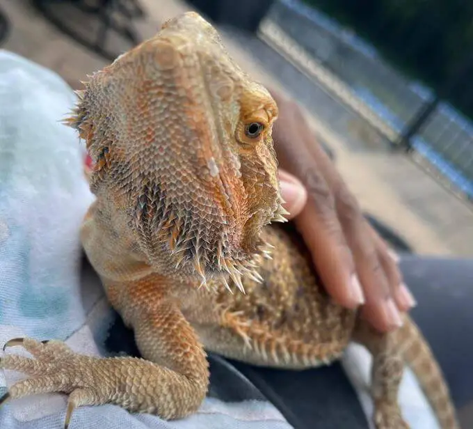 What Does It Mean When a Bearded Dragon Has Its Tail Up