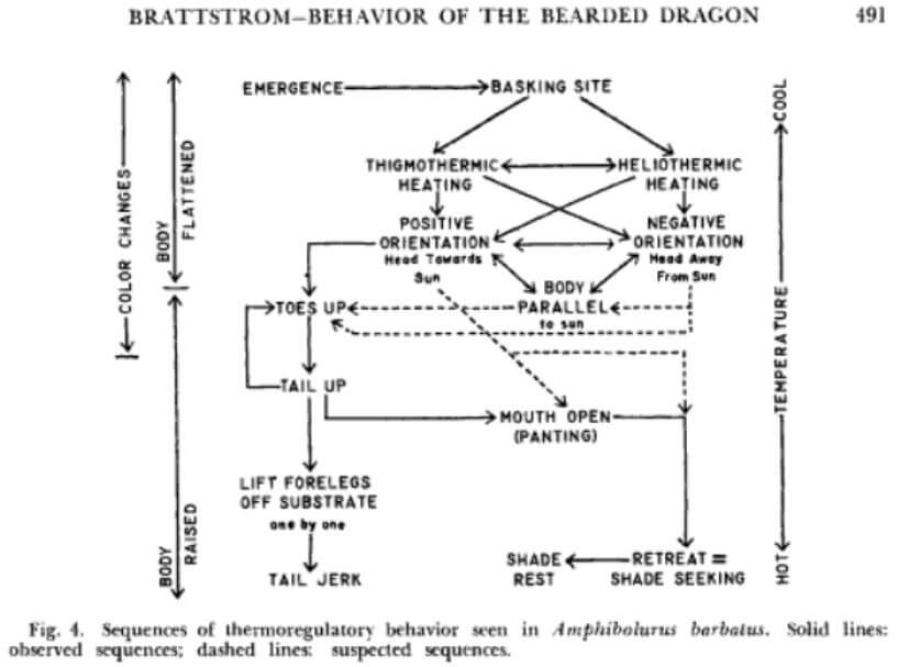 What Does It Mean When a Bearded Dragon Stares At You