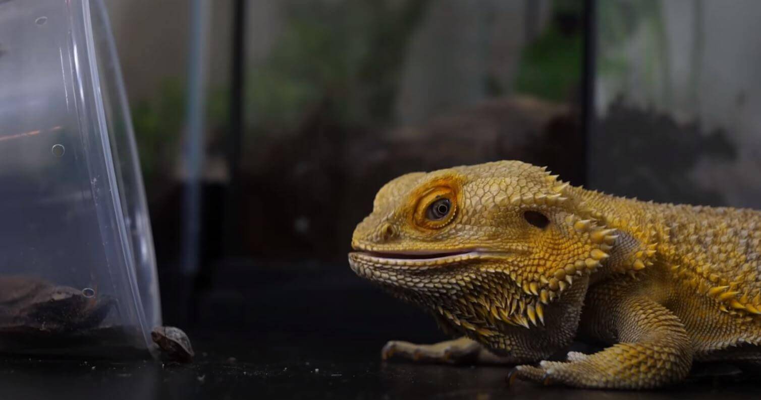 What Happens If You Get a Bearded Dragon High