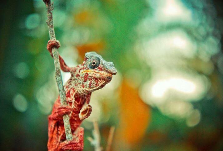 How frequent do chameleons eat