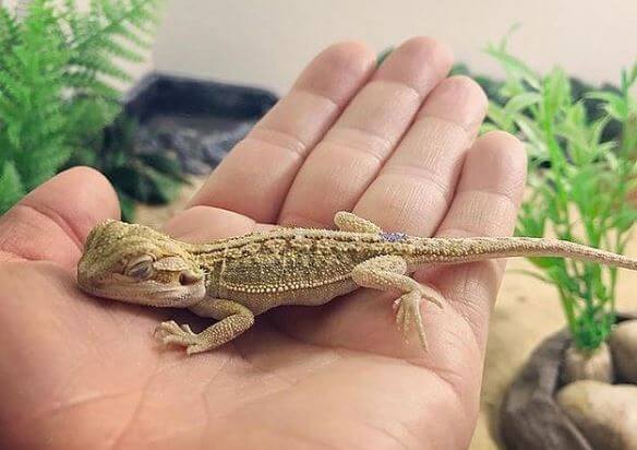 What Should Baby Bearded Dragons Eat