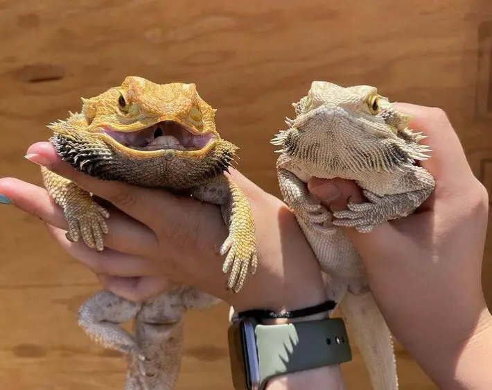 When Is Beardie Mating Season