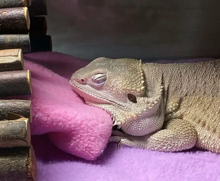 Why My Beardie Died