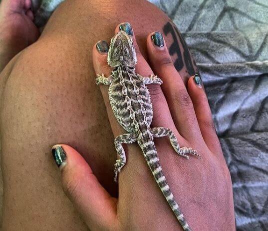 Baby Bearded Dragon Stopped Eating
