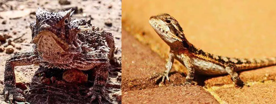Are Horned Toads Related To Bearded Dragons