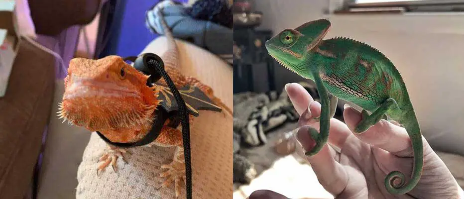 Bearded Dragon VS Chameleon - Facts & Differences