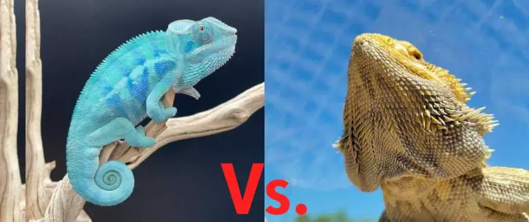 Bearded Dragon Vs Chameleon