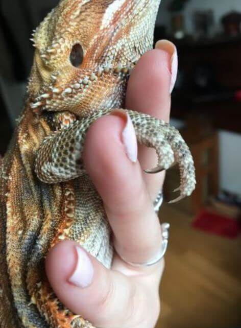 How Often To Trim Bearded Dragon Nails A Detailed Guide