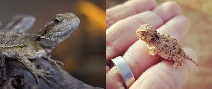 Can Toads Live With Bearded Dragons