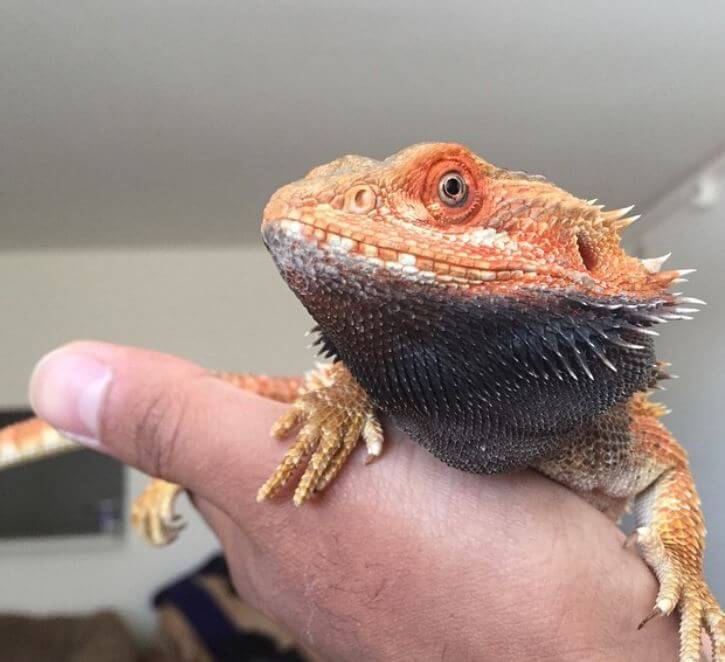 Fancy Bearded Dragon