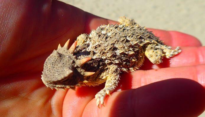 Horned Toad Beard Co