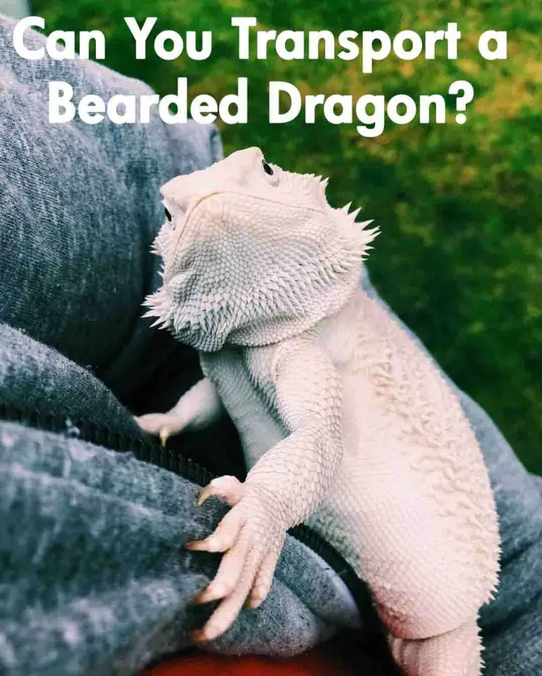 Can You Transport a Bearded Dragon