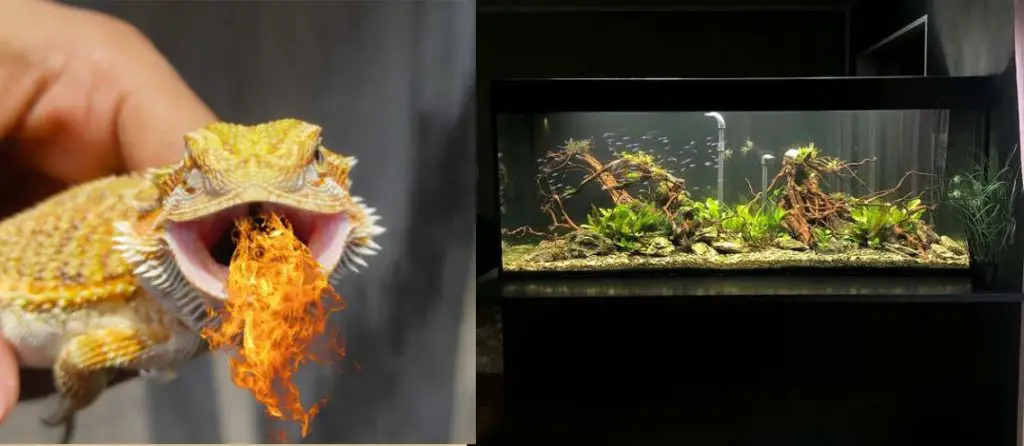 Can You Use a Fish Aquarium For a Bearded Dragon