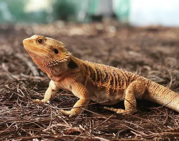 How Often Should You Take Your Bearded Dragon Out Of Its Cage