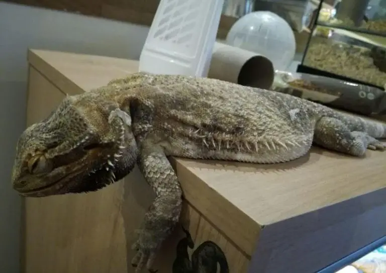 Bearded Dragon Dying Signs